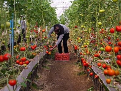 هشدار به کشاورزان گیلانی در پی بارندگی و کاهش دما