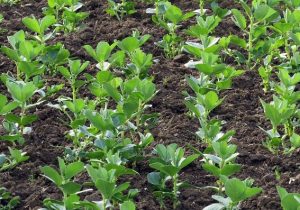 کشت ۱۲۴ هکتار باقلای سبز در قائمشهر