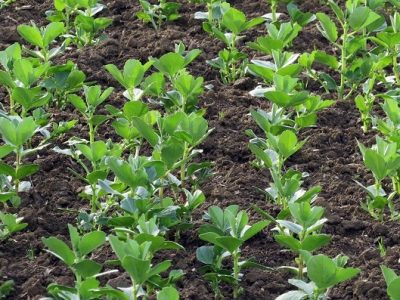 کشت ۱۲۴ هکتار باقلای سبز در قائمشهر