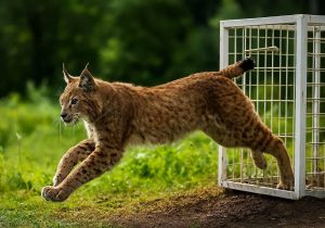 نجات گربه وحشی از تله مرگ در خمام