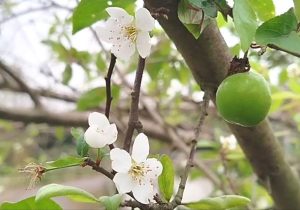 به بار نشستن درخت آلوچه در صومعهسرا