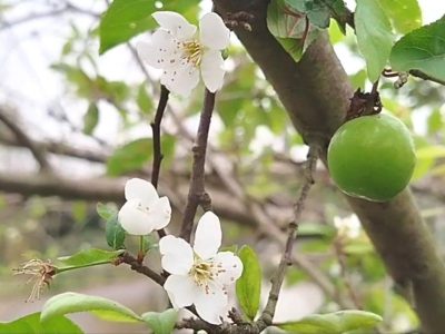 به بار نشستن درخت آلوچه در صومعه‌سرا