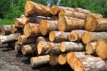 کشف ۱۵ تن چوب آلات جنگلی قاچاق