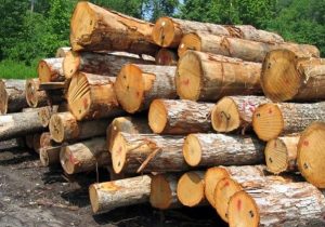 کشف ۱۵ تن چوب آلات جنگلی قاچاق