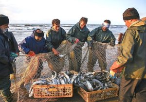 صید بیش از ۵۰۰ تن ماهی استخوانی از دریای خزر در گیلان تاکنون
