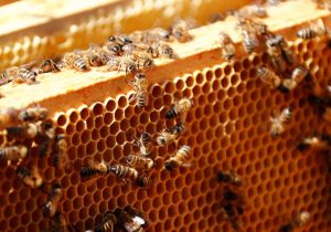 افزایش ۲۱ درصدی تولید عسل در گیلان