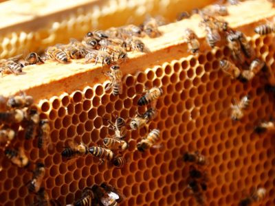 افزایش ۲۱ درصدی تولید عسل در گیلان