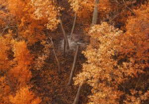 دود از کُنده زیر برف جنگل الیت بلند شد / ضرورت جدی گرفتن آتش سوزی مجدد در الیت