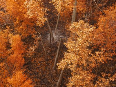 دود از کُنده زیر برف جنگل الیت بلند شد / ضرورت جدی گرفتن آتش سوزی مجدد در الیت