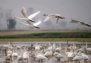 آغاز گردشگری زمستانه قو‌ها در مازندران