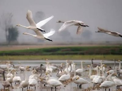 آغاز گردشگری زمستانه قو‌ها در مازندران