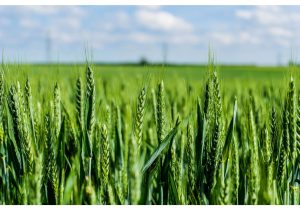 کشت گندم و جوی پاییزه در حدود ۱۴ هزار هکتار از زمین‌های گیلان تاکنون