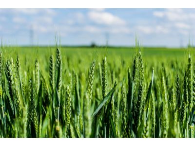 کشت گندم و جوی پاییزه در حدود ۱۴ هزار هکتار از زمین‌های گیلان تاکنون