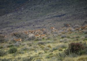 هوشمندسازی حفاظت از تنوع‌زیستی محور کلیدی مدیریت مناطق