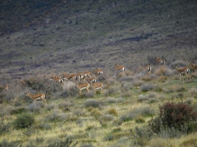 هوشمندسازی حفاظت از تنوع‌زیستی محور کلیدی مدیریت مناطق
