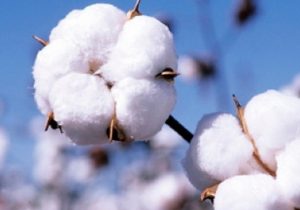 پیش بینی تولید ۱۸۰ هزار تن وش پنبه در ایران