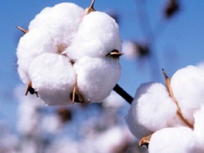 پیش بینی تولید ۱۸۰ هزار تن وش پنبه در ایران