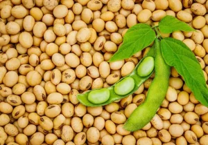 گره ترخیص مواد اولیه بهپاک در حال باز شدن