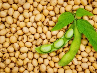 گره ترخیص مواد اولیه بهپاک در حال باز شدن