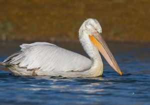 نجات و رهاسازی پلیکان خاکستری در پناهگاه حیاتوحش سلکه