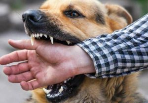 کاهش ۱۳ درصدی مصدومان ناشی از سگگزیدگی در مازندران