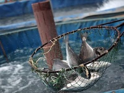 اجرای ۲۸ پروژه تحقیقاتی در پژوهشکده آبزی پروری آبهای داخلی کشور 