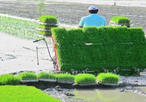 اجرای طرح جهش تولید در شالیزار‌های جویبار