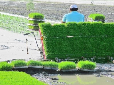اجرای طرح جهش تولید در شالیزار‌های جویبار