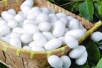 پایان برداشت پیله تر ابریشم در گیلان