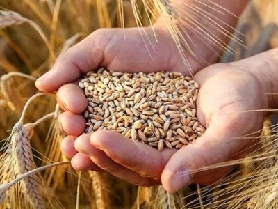 خرید تضمینی ۵۸ هزار تن گندم در مازندران