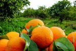 ضرورت اصلاح الگوی کشت مرکبات در مازندران