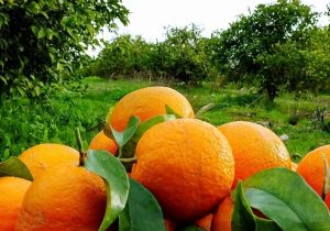 ضرورت اصلاح الگوی کشت مرکبات در مازندران