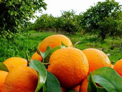 ضرورت اصلاح الگوی کشت مرکبات در مازندران