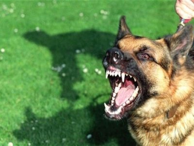 مصدومیت ۵۰ نفر بر اثر گاز گرفتگی سگ طی سه ماه امسال در مازندران