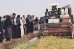 برداشت طلایی برنج در مازندران آغاز شد