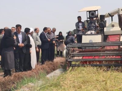 برداشت طلایی برنج در مازندران آغاز شد