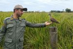 رهاسازی گیلانشاه ابروسفید پس از تیمار در تالاب جوکندان تالش