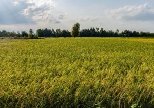 پایش شالیزارهای ماسال برای پیشگیری از سوزاندن کاه و کلش