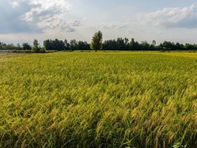 پایش شالیزارهای ماسال برای پیشگیری از سوزاندن کاه و کلش