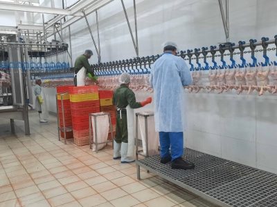 راه اندازی بزرگترین کشتارگاه صنعتی طیور کشور در آمل
