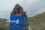 عامل حمله به جنگلبانان فومن دستگیر شد