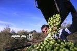 زیتون‌کاران گیلان برای تجهیز باغ‌ها به آبیاری نوین حمایت می‌شوند