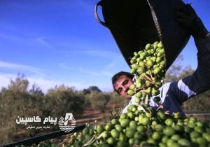 زیتون‌کاران گیلان برای تجهیز باغ‌ها به آبیاری نوین حمایت می‌شوند