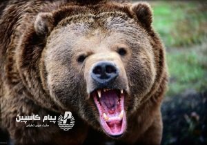 زخمی شدن شدید یک زن در کجور بر اثر حمله خرس