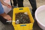 مازندران در مسیر تبدیل شدن به قطب پرورش میگوی وانامی