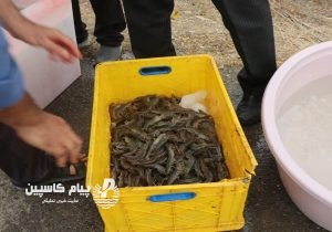 مازندران در مسیر تبدیل شدن به قطب پرورش میگوی وانامی