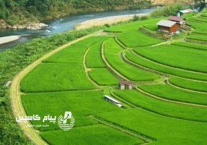 رونمایی از نخستین طرح مزارع الگوی برنج کشور در مازندران