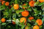 قیمت نارنگی مازندران اعلام شد