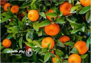 قیمت نارنگی مازندران اعلام شد