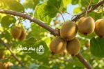 فرایند صادرات کیوی تسهیل شد